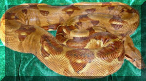 Available Boas