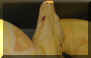 Boa-02AlbF 07-24-07 Pic 2.jpg (71131 bytes)