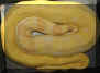 Boa-02AlbF 07-30-07 Pic 2.jpg (95703 bytes)