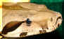 DH SqTaAlb M 12-22-06 Pic 17.jpg (116447 bytes)